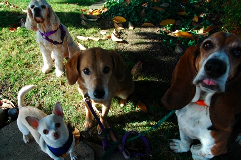 #2doggroup