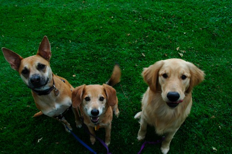 dogsnic