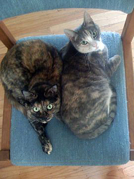 sadiecatcopy2
